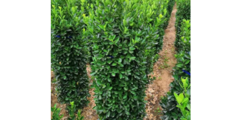 寶山區梯田園林綠化工程單產