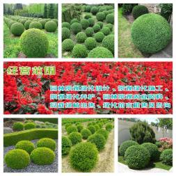 小葉女貞造型盆景樹樁灌木球小區學校廠區別墅酒店工程園林景觀綠化設計施工