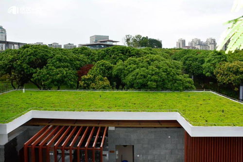 三龍灣大道及相連道路綜合提升 景觀工程 設計施工總承包工程