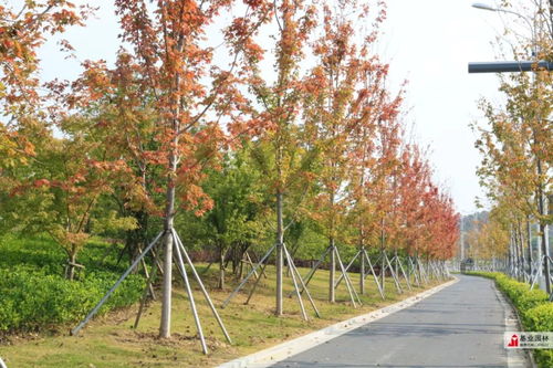 2019年蘇州市園林綠化示范工程丨有軌電車1號線延伸線景觀綠化工程七標段