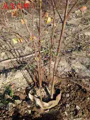 自家苗木承攬名勝古跡美化工程青扦營養杯苗_供應信息_金農網