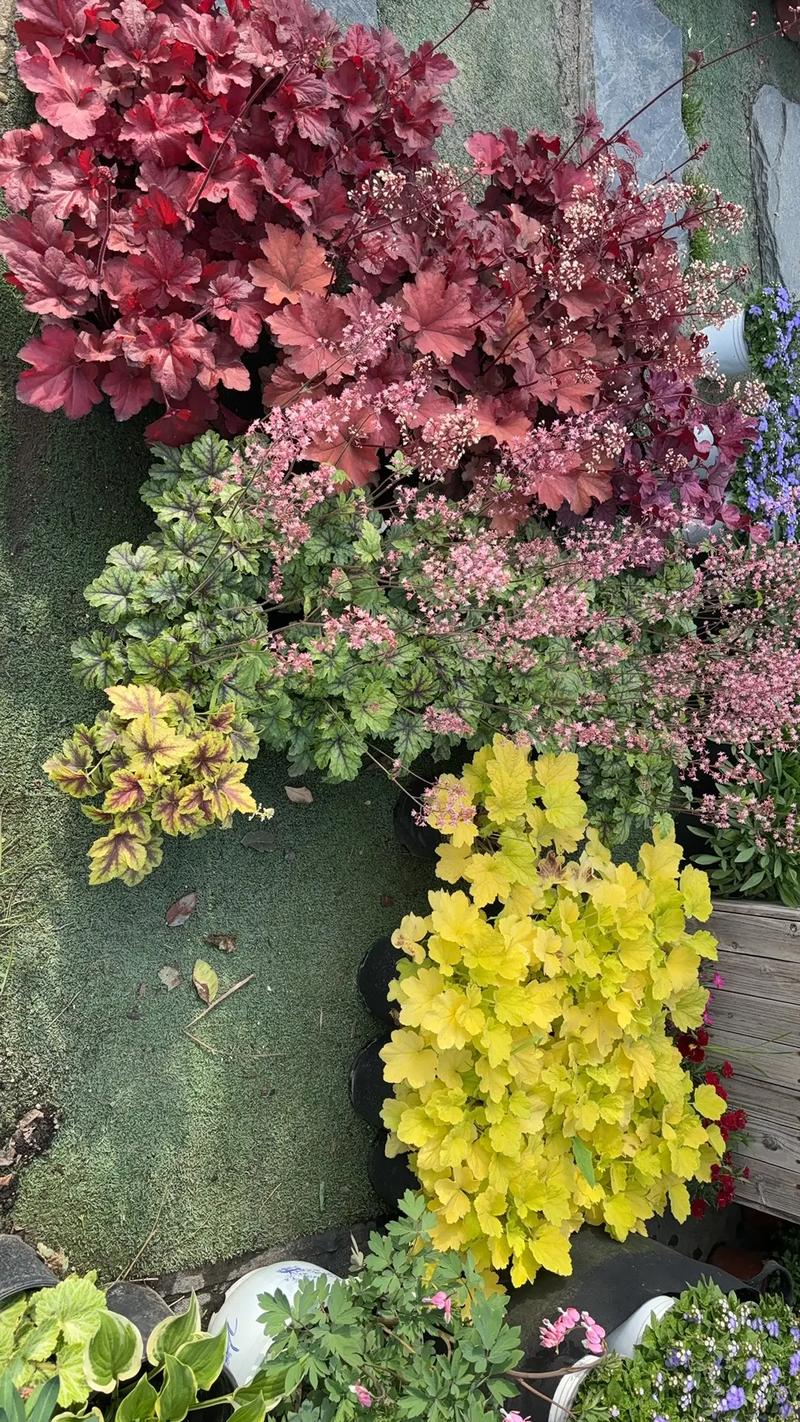 園林綠化工程苗木人 #全網(wǎng)搜索苗木有緣人 廠房綠化設計施工