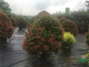 2017苗鄉(xiāng)行廣西線第二天,走進(jìn)廣西深根園林工程