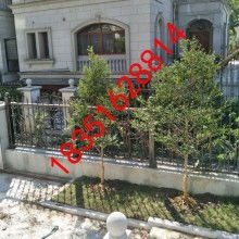  沭陽(yáng)縣新華園林綠化苗木供應(yīng)基地 主營(yíng) 龍柏 灑金柏 紅葉小